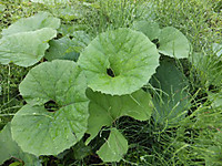 Dscf0643