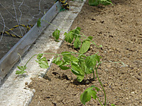 P6040014
