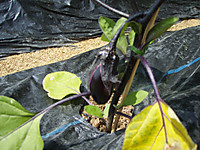 P6040019