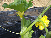 P6040021