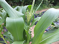 Dscf1171