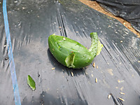 Dscf1521