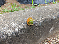 Dscf1524