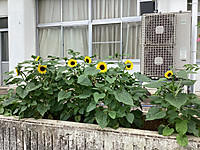 Img_3949_2
